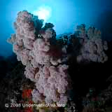 Coral Reef Photo